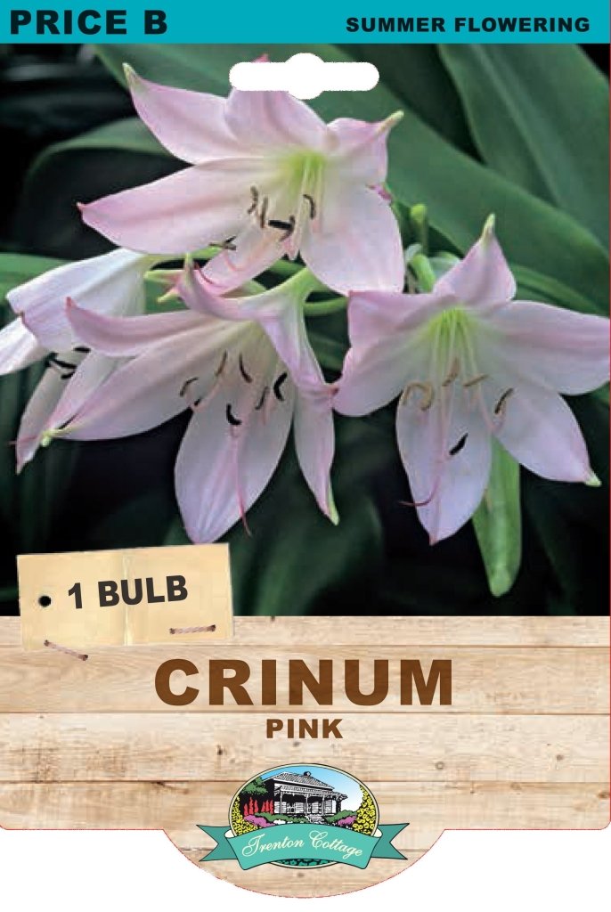 Crinum Pink (Pack of 1 Bulb) - Happy Valley Seeds