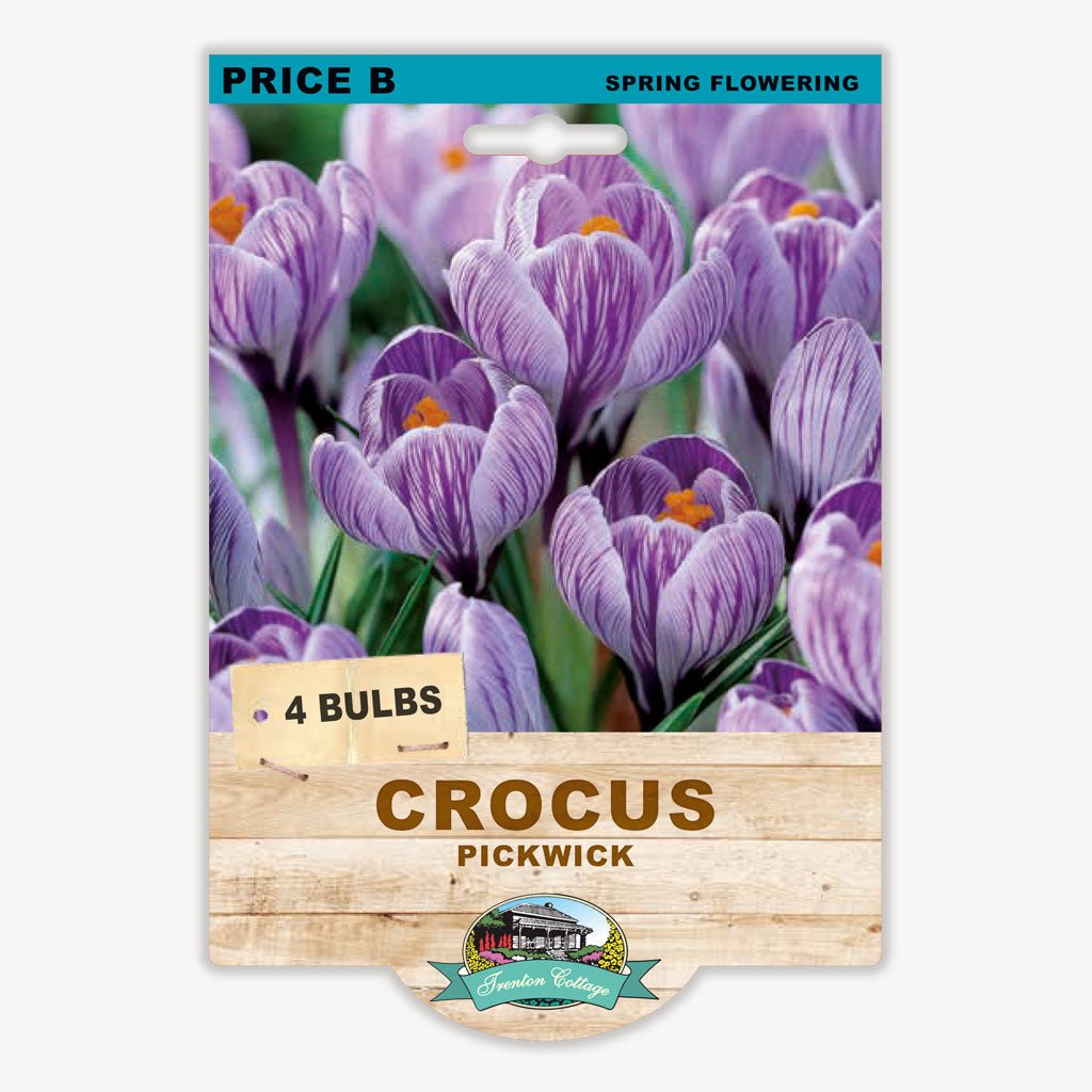 Crocus Pickwick (Pack of 4 Corms) - Happy Valley Seeds
