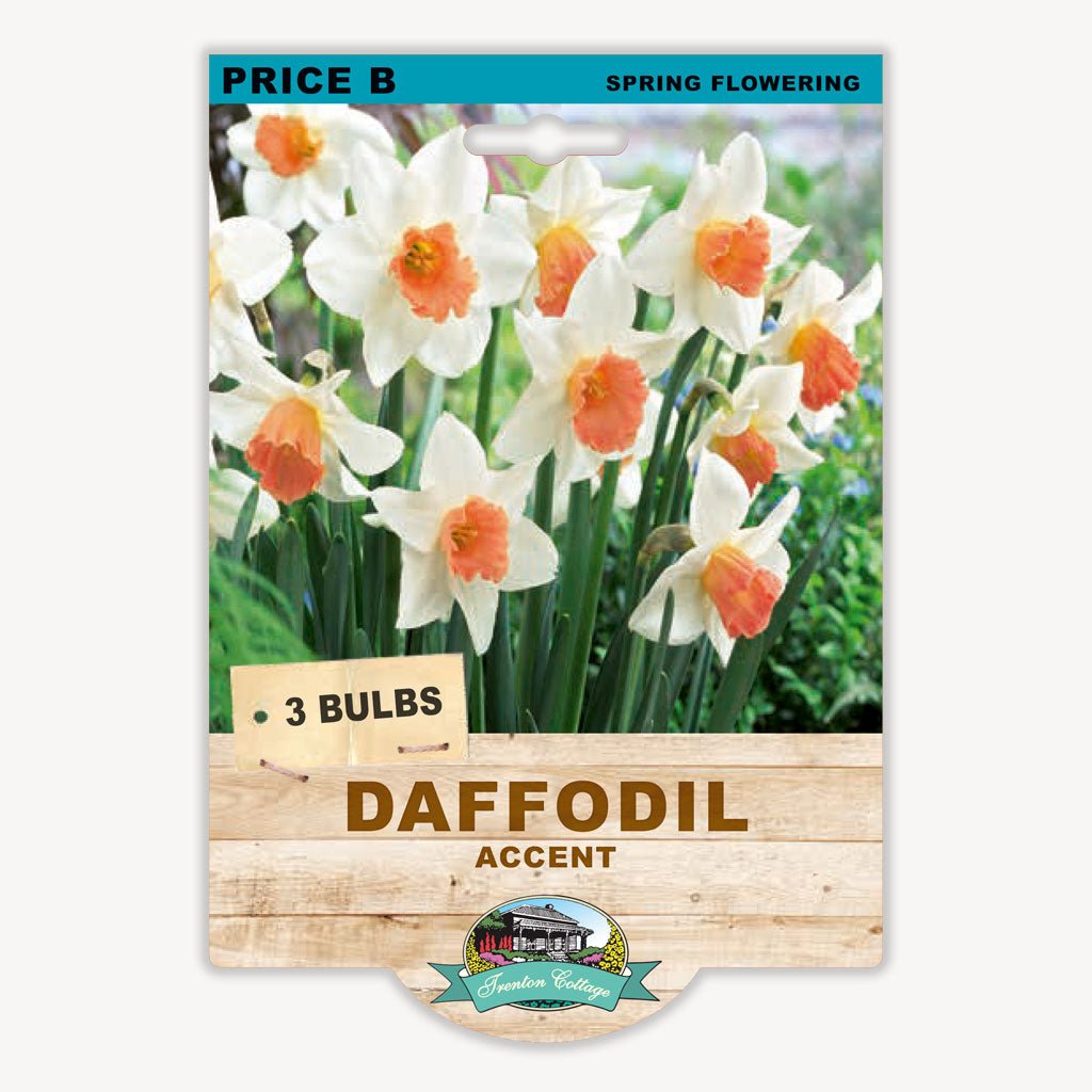 Daffodil Accent (Pack of 3 Bulbs) - Happy Valley Seeds