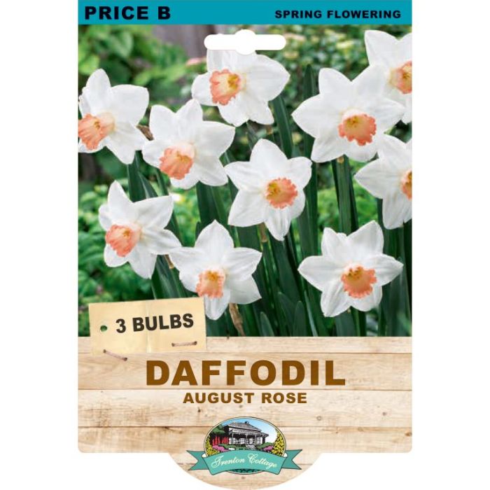 Daffodil August Rose (Pack of 3 Bulbs) - Happy Valley Seeds