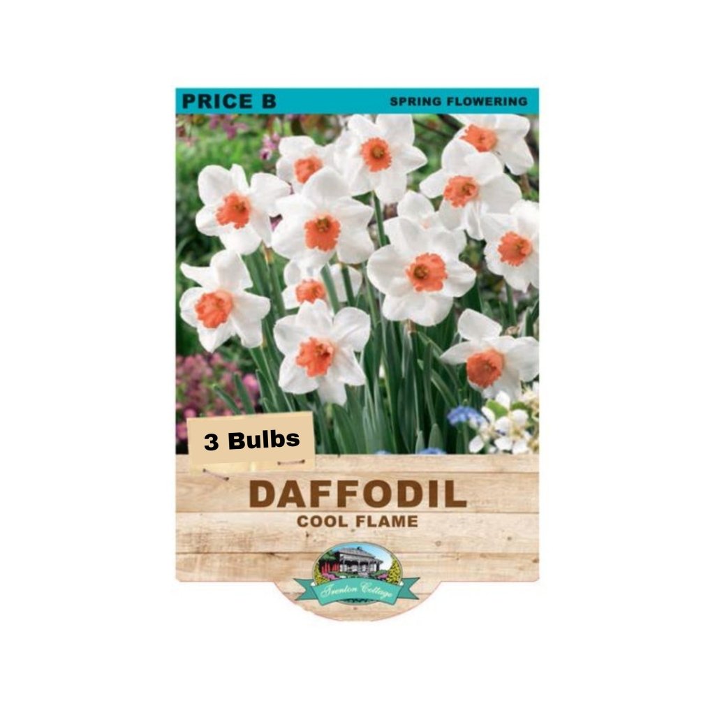 Daffodil Cool Flame (Pack of 3 Bulbs) - Happy Valley Seeds