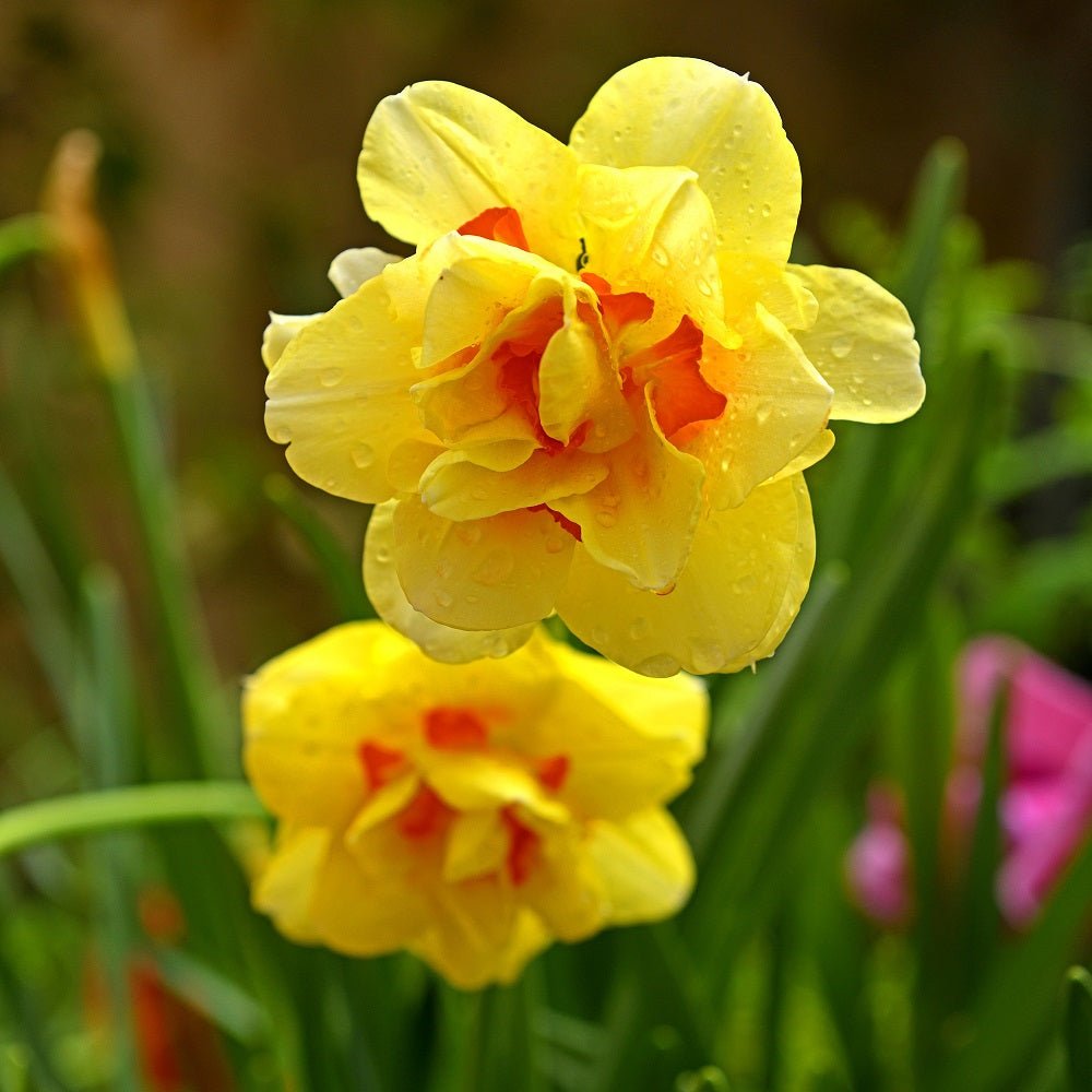 Daffodil Double Fashion (Pack of 7 Bulbs) - Happy Valley Seeds
