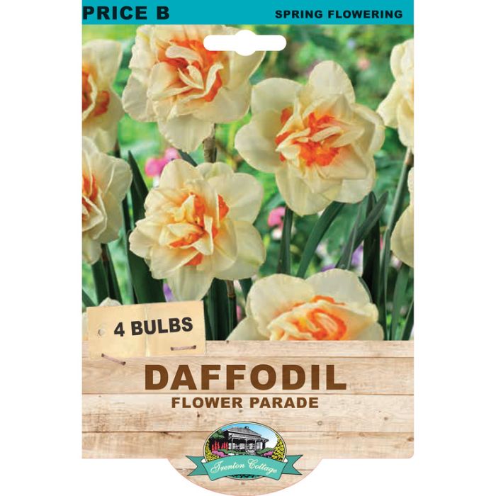 Daffodil Flower Parade (Pack of 4 Bulbs) - Happy Valley Seeds