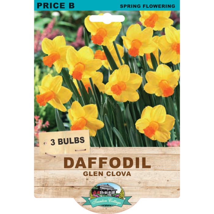 Daffodil Glen Clova (Pack of 3 Bulbs) - Happy Valley Seeds