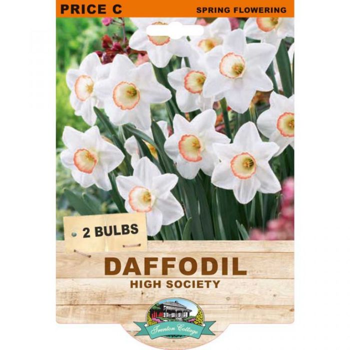 Daffodil High Society (Pack of 2 Bulbs) - Happy Valley Seeds