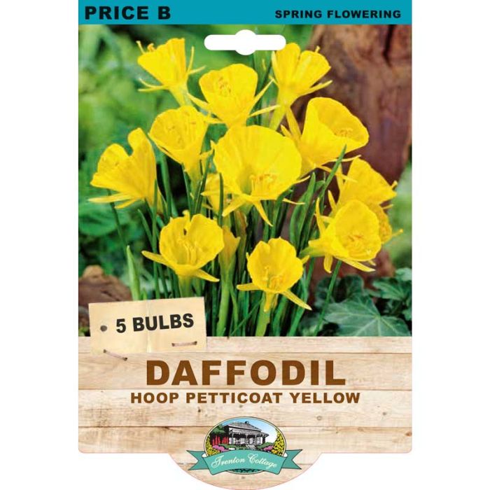 Daffodil Hoop Petticoat Yellow (Pack of 5 Bulbs) - Happy Valley Seeds
