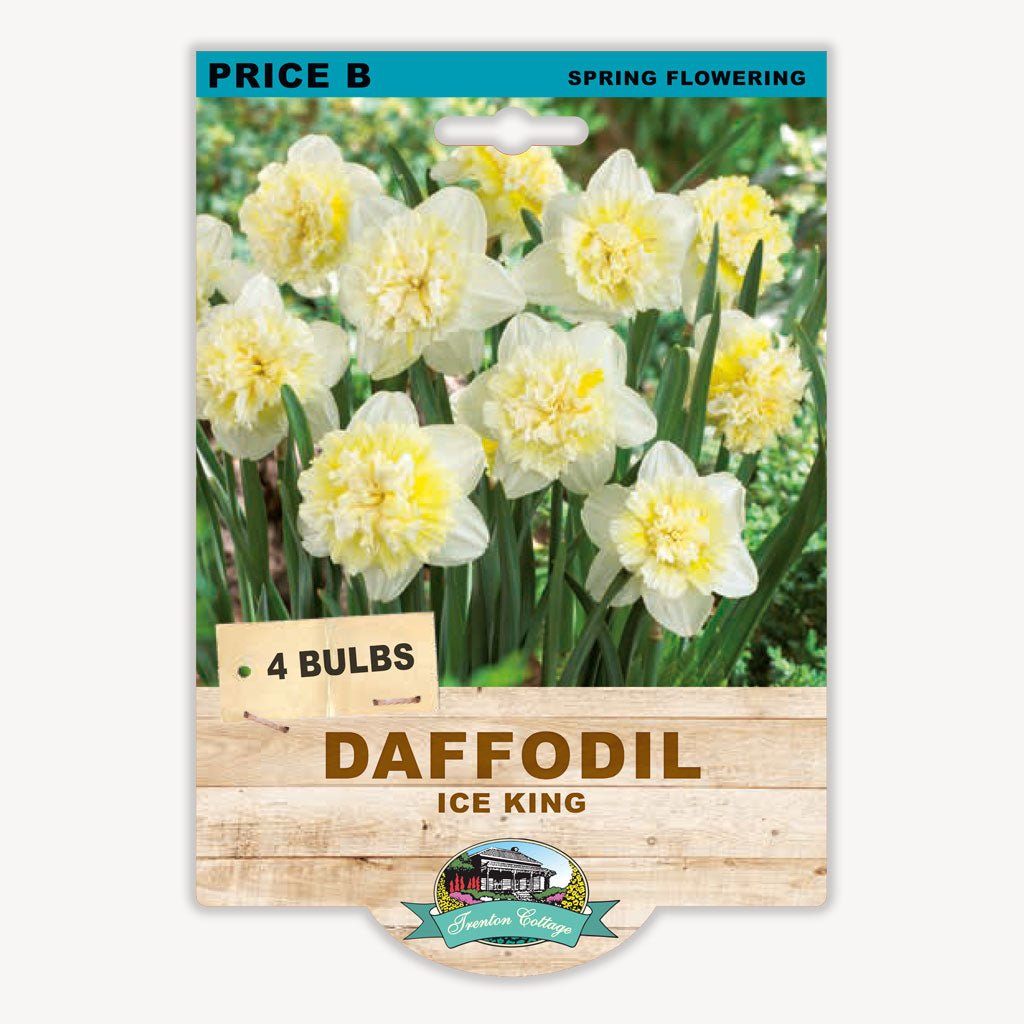 Daffodil Ice King (Pack of 4 Bulbs) - Happy Valley Seeds