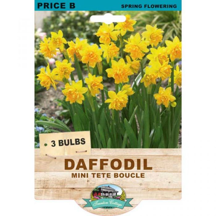 Daffodil Mini Tete Boucle (Pack of 3 Bulbs) - Happy Valley Seeds
