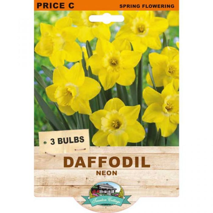 Daffodil Neon (Pack of 3 Bulbs) - Happy Valley Seeds