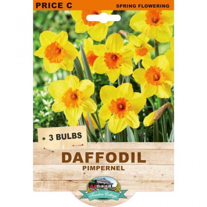 Daffodil Pimpernel (Pack of 3 Bulbs) - Happy Valley Seeds