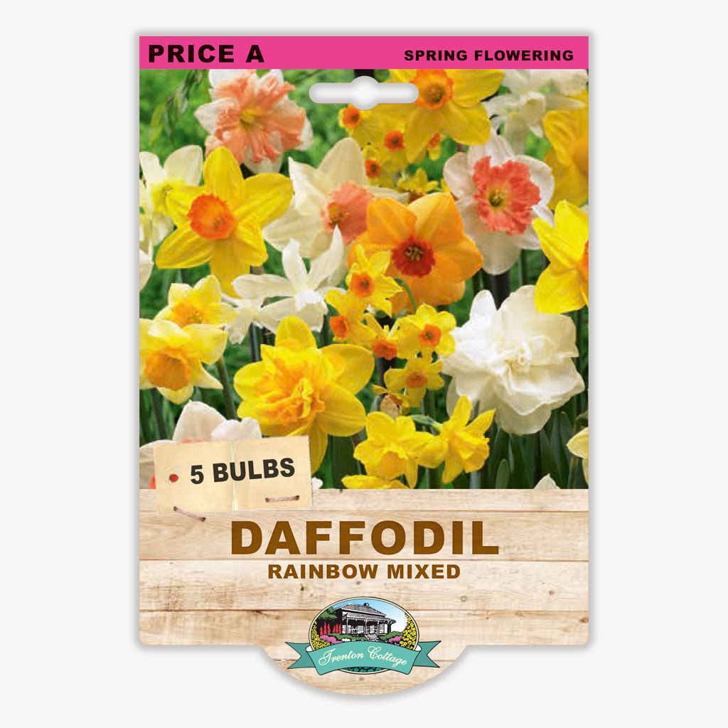 Daffodil Rainbow Mixed (Pack of 5 Bulbs) - Happy Valley Seeds