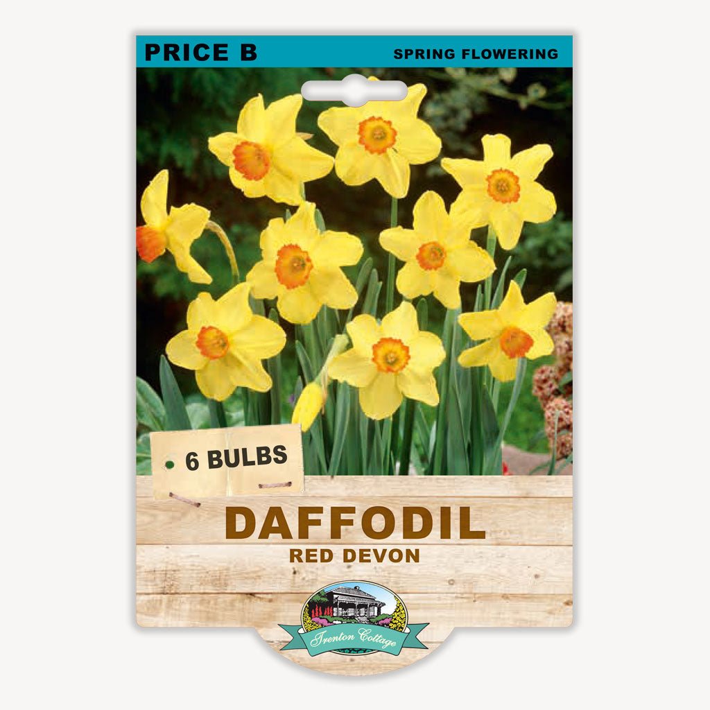 Daffodil Red Devon (Pack of 6 Bulbs) - Happy Valley Seeds