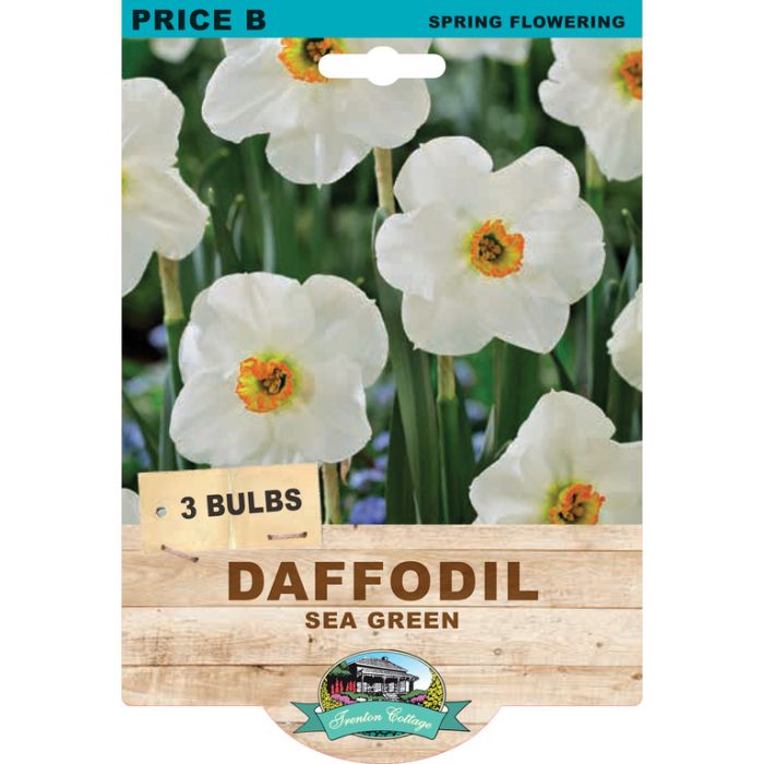 Daffodil Sea Green (Pack of 3 Bulbs) - Happy Valley Seeds