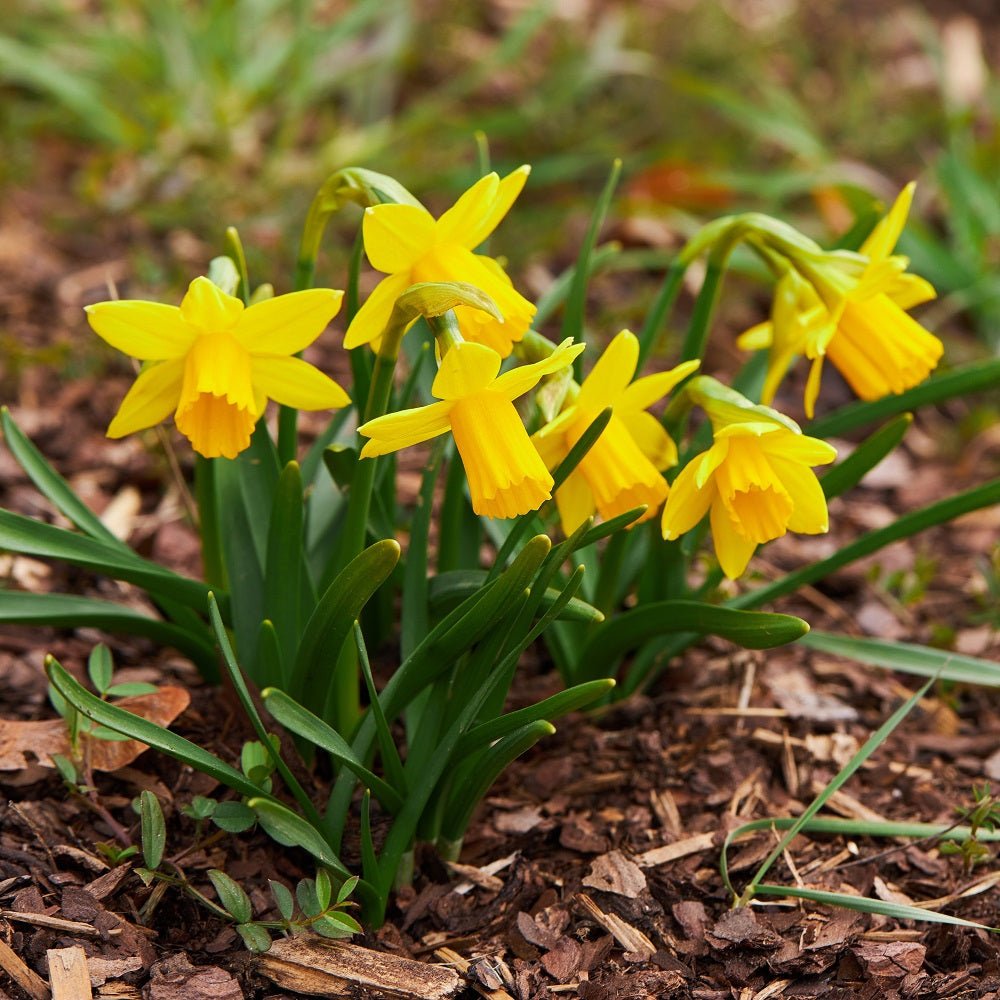 Daffodil Tete Tete (Pack of 4 Bulbs) - Happy Valley Seeds