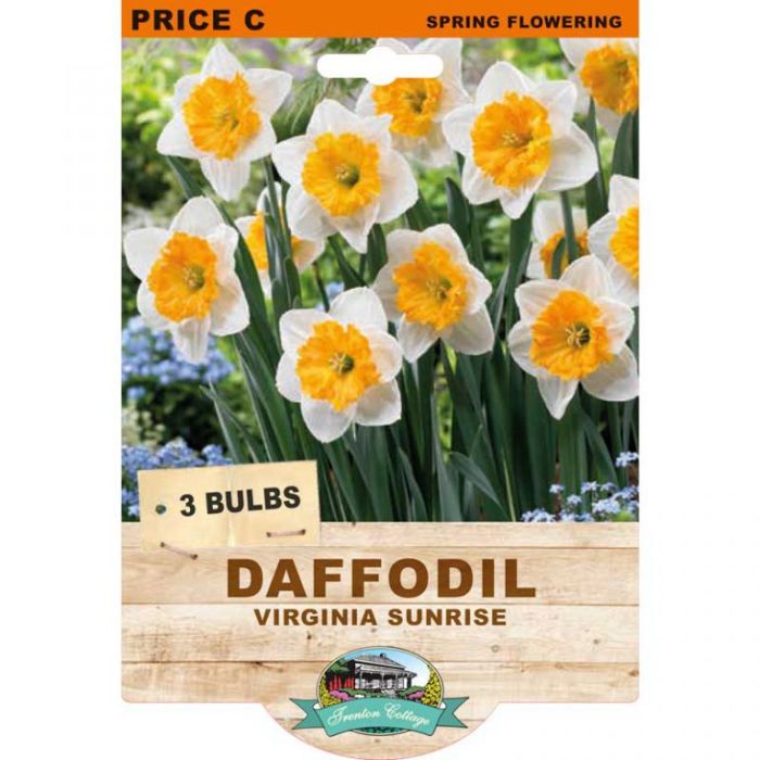 Daffodil Virginia Sunrise (Pack of 3 Bulbs) - Happy Valley Seeds