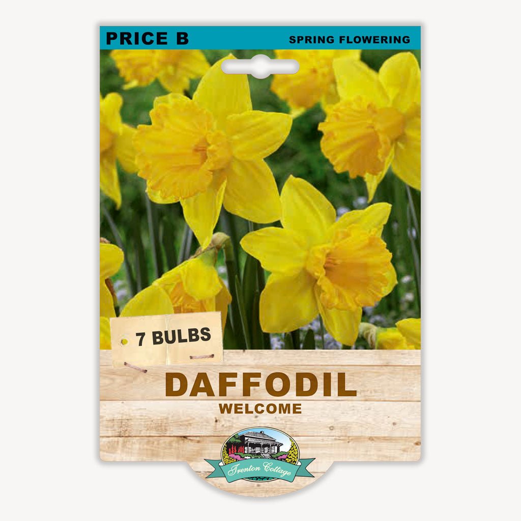 Daffodil Welcome (Pack of 7 Bulbs) - Happy Valley Seeds