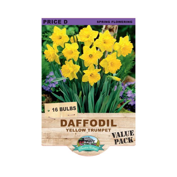 Daffodil Yellow Trumpet (Pack of 16 Bulbs) - Happy Valley Seeds