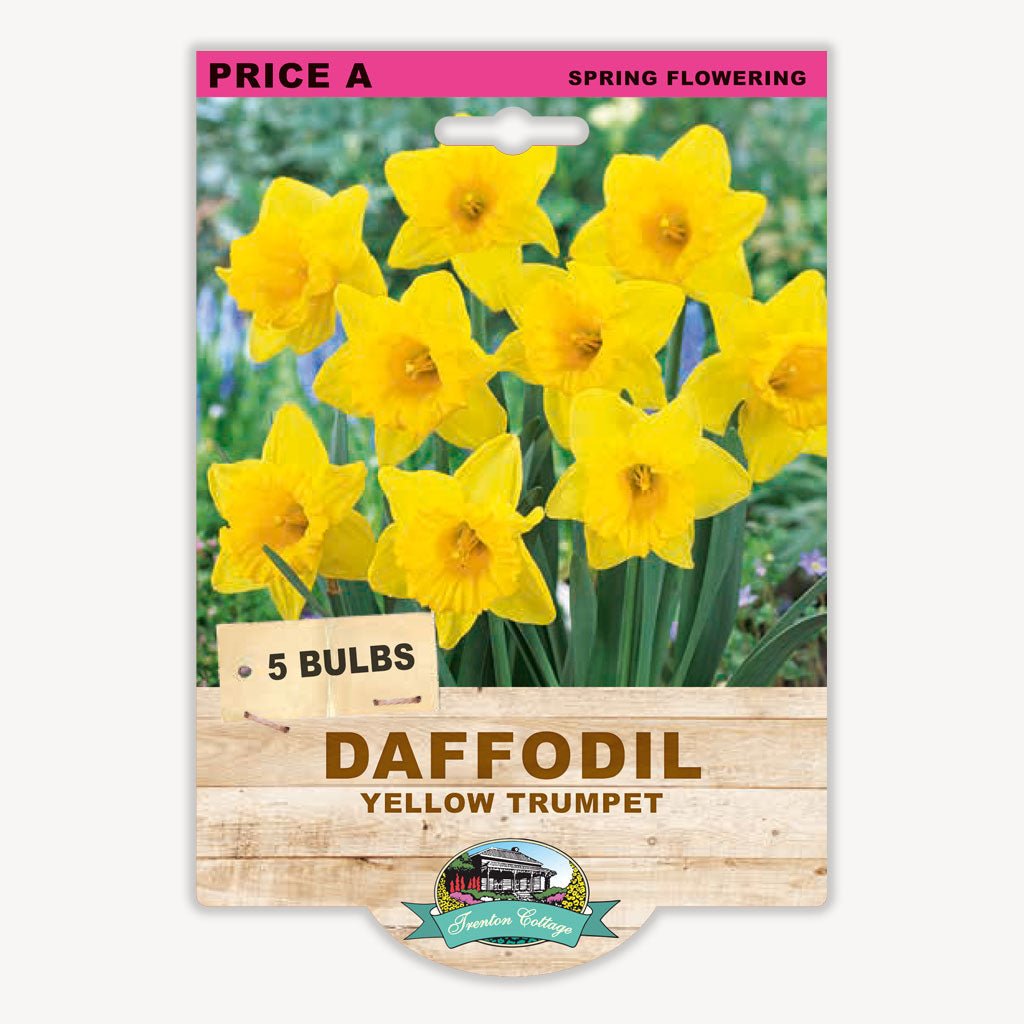 Daffodil Yellow Trumpet (Pack of 5 Bulbs) - Happy Valley Seeds
