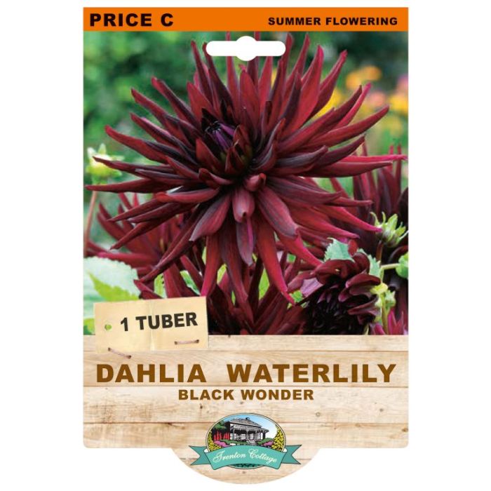 Dahlia Black Wonder (Pack of 1 Tuber) - Happy Valley Seeds
