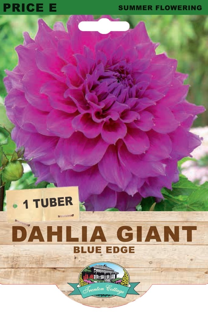 Dahlia Blue Edge (Pack of 1 Bulb) - Happy Valley Seeds