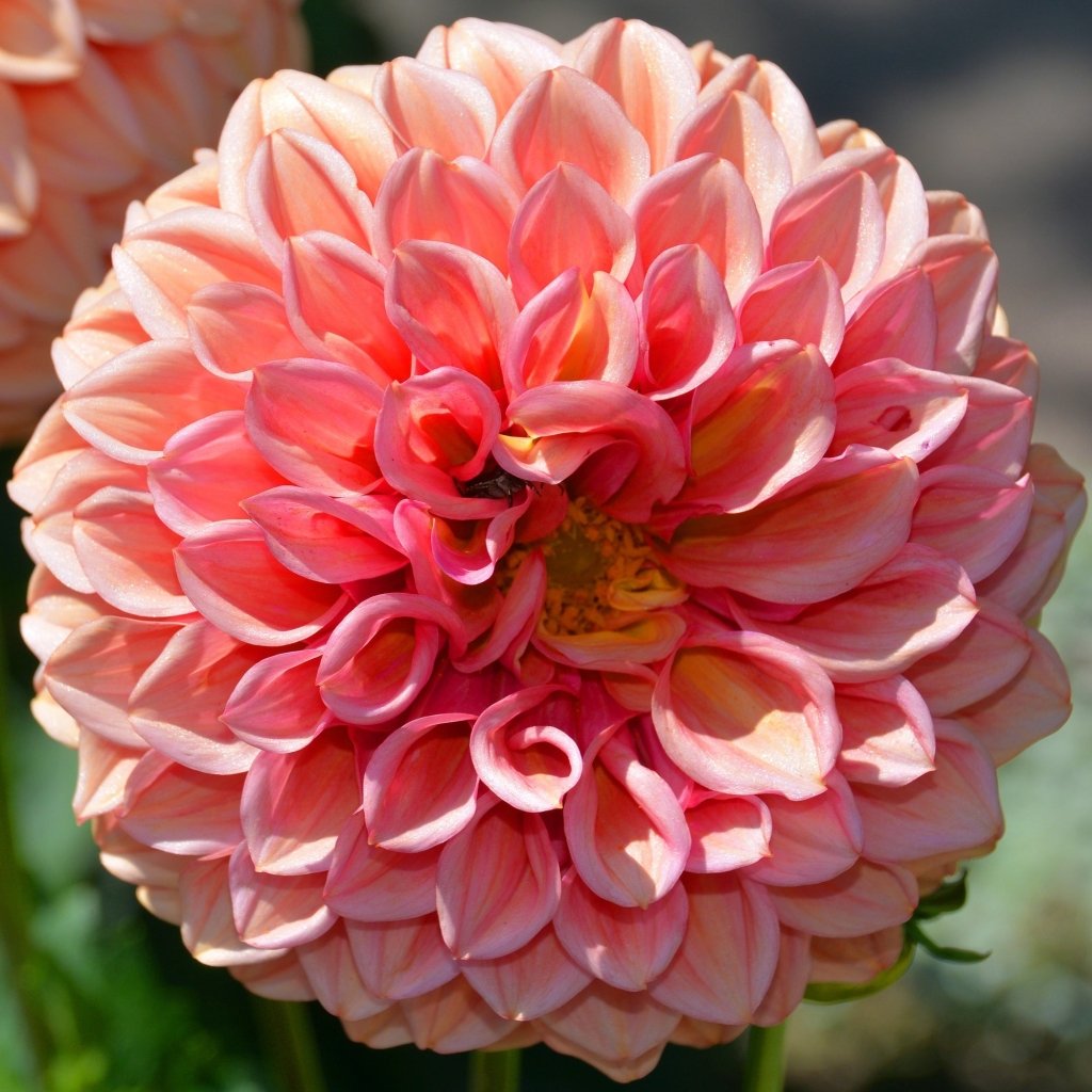 Dahlia Bracken (Pack of 1 Bulb) - Happy Valley Seeds