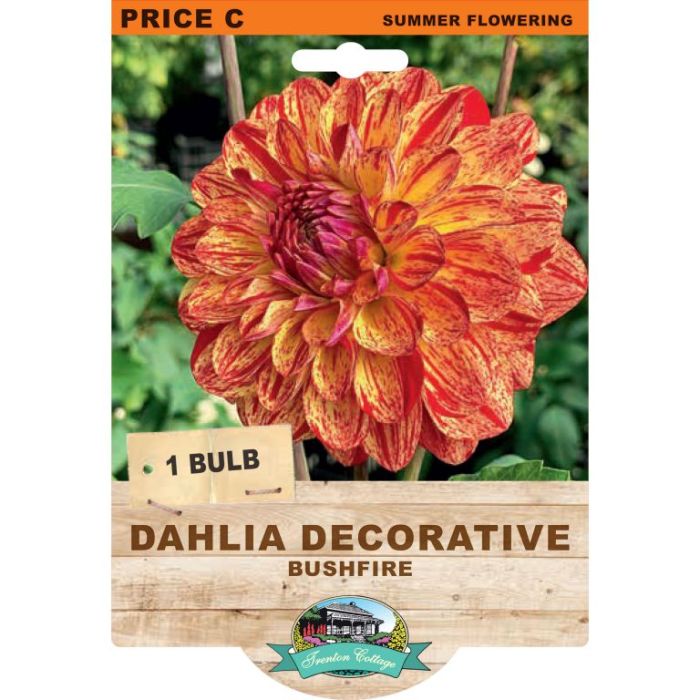 Dahlia Bushfire (Pack of 1 Tuber) - Happy Valley Seeds
