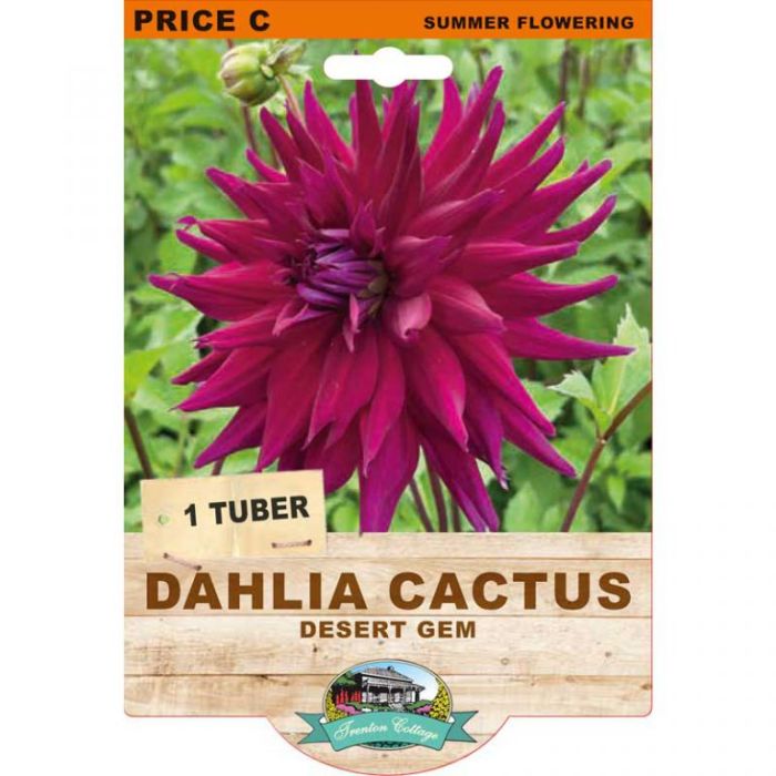 Dahlia Cactus Desert Gem (Pack of 1 Tuber) - Happy Valley Seeds