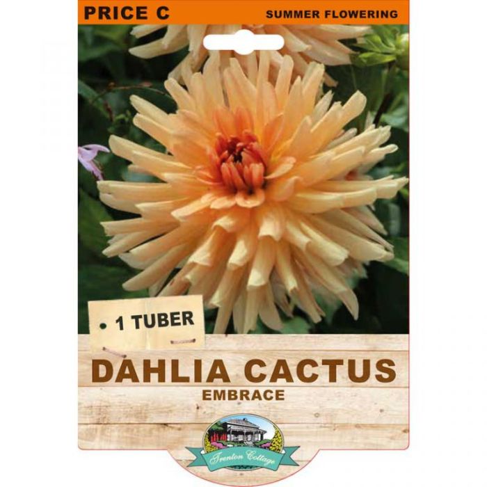 Dahlia Cactus Embrace (Pack of 1 Tuber) - Happy Valley Seeds