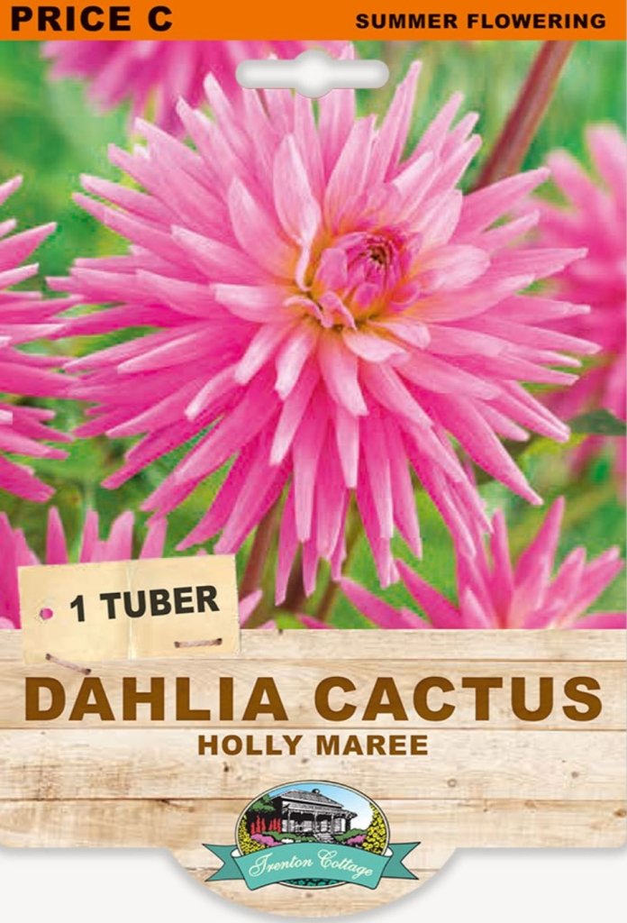 Dahlia Cactus Holly Maree (Pack of 1 Tuber) - Happy Valley Seeds