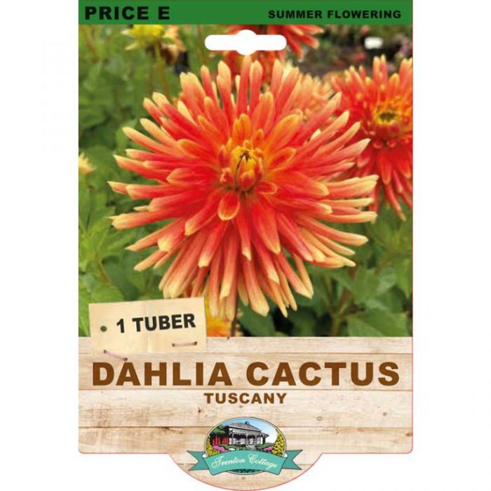 Dahlia Cactus Tuscany (Pack of 1 Tuber) - Happy Valley Seeds