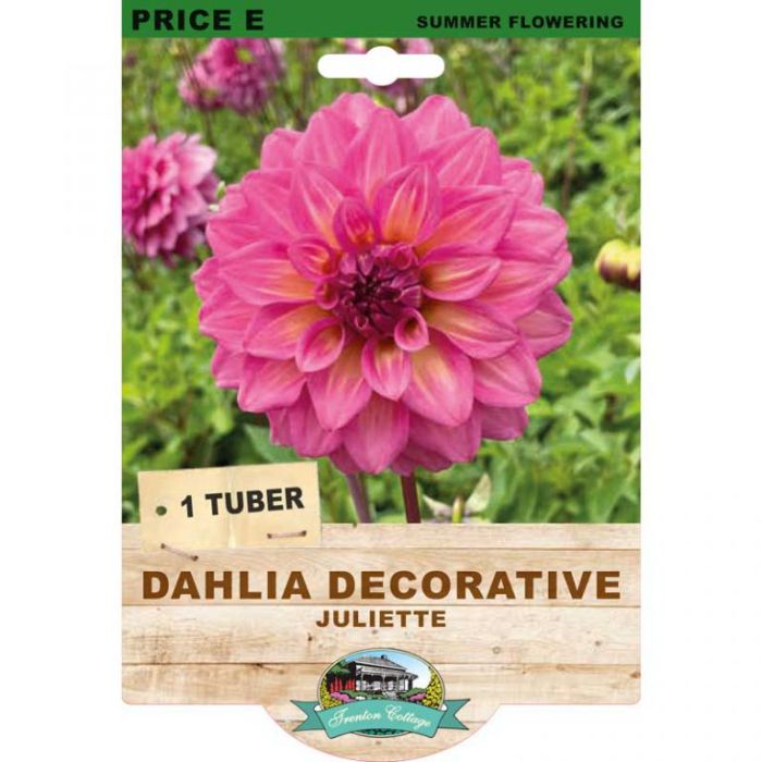 Dahlia Decorative Juliette (Pack of 1 Tuber) - Happy Valley Seeds