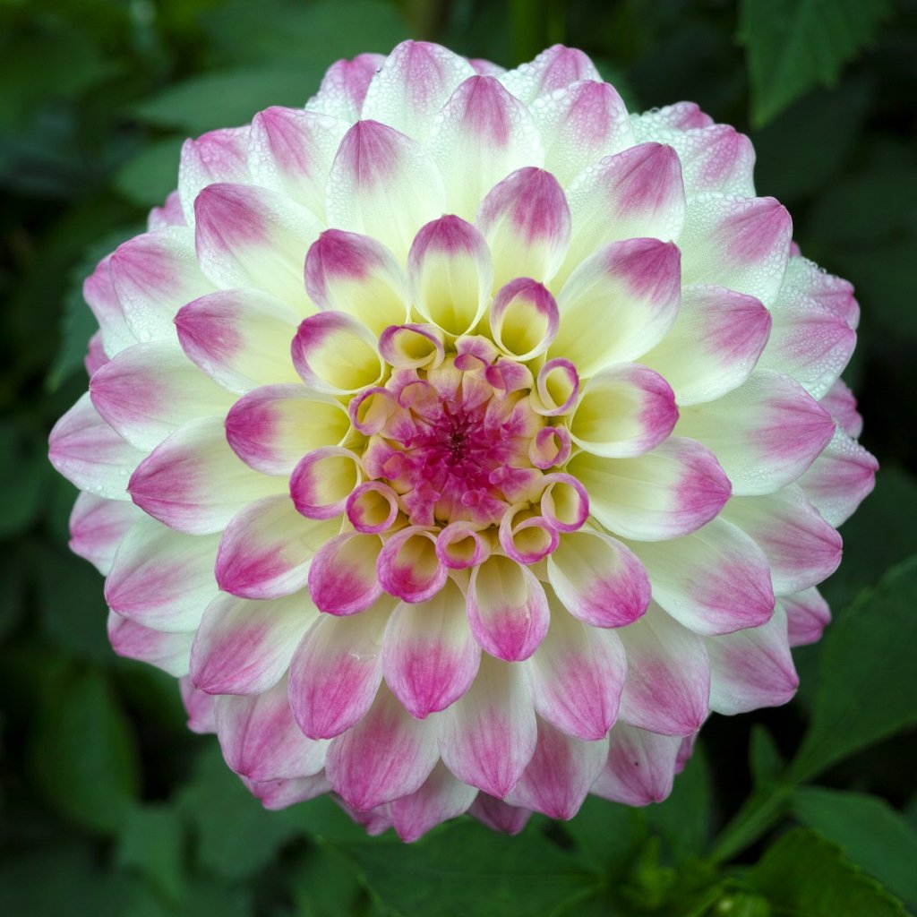 Dahlia Decorative Lollypop (Pack of 1 Tuber) - Happy Valley Seeds