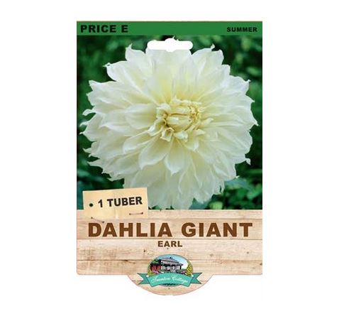 Dahlia Earl (Pack of 1 Tuber) - Happy Valley Seeds