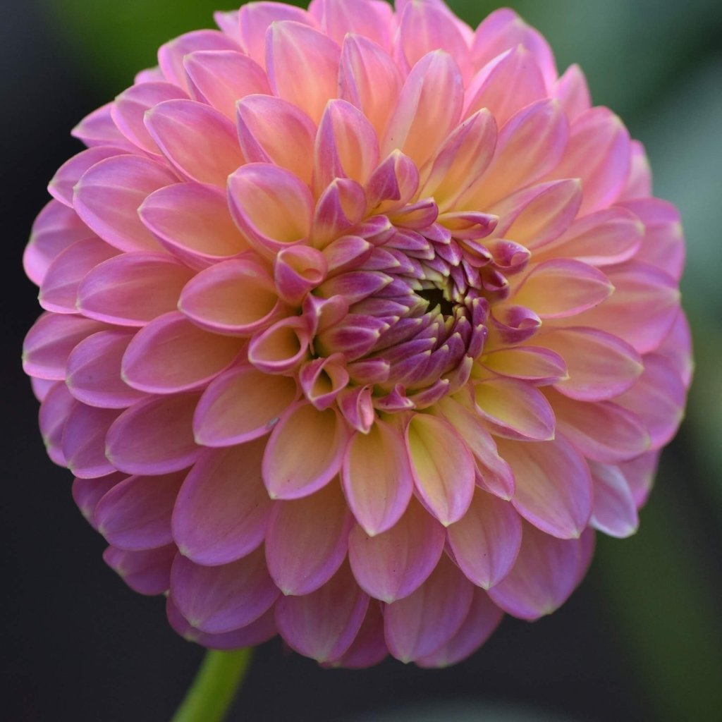 Dahlia Eureka (Pack of 1 Bulb) - Happy Valley Seeds