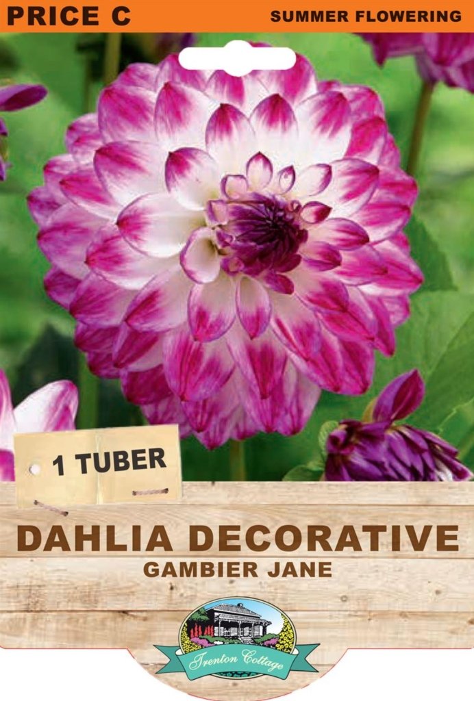 Dahlia Gambier Jane (Pack of 1 Tuber) - Happy Valley Seeds