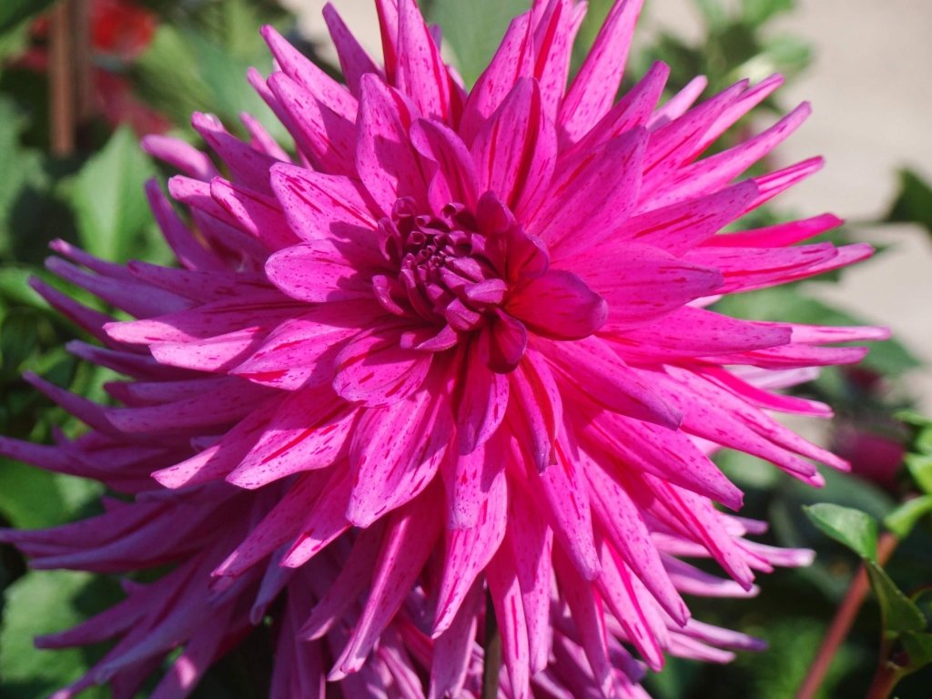 Dahlia Hedgehog (Pack of 1 Bulb) - Happy Valley Seeds