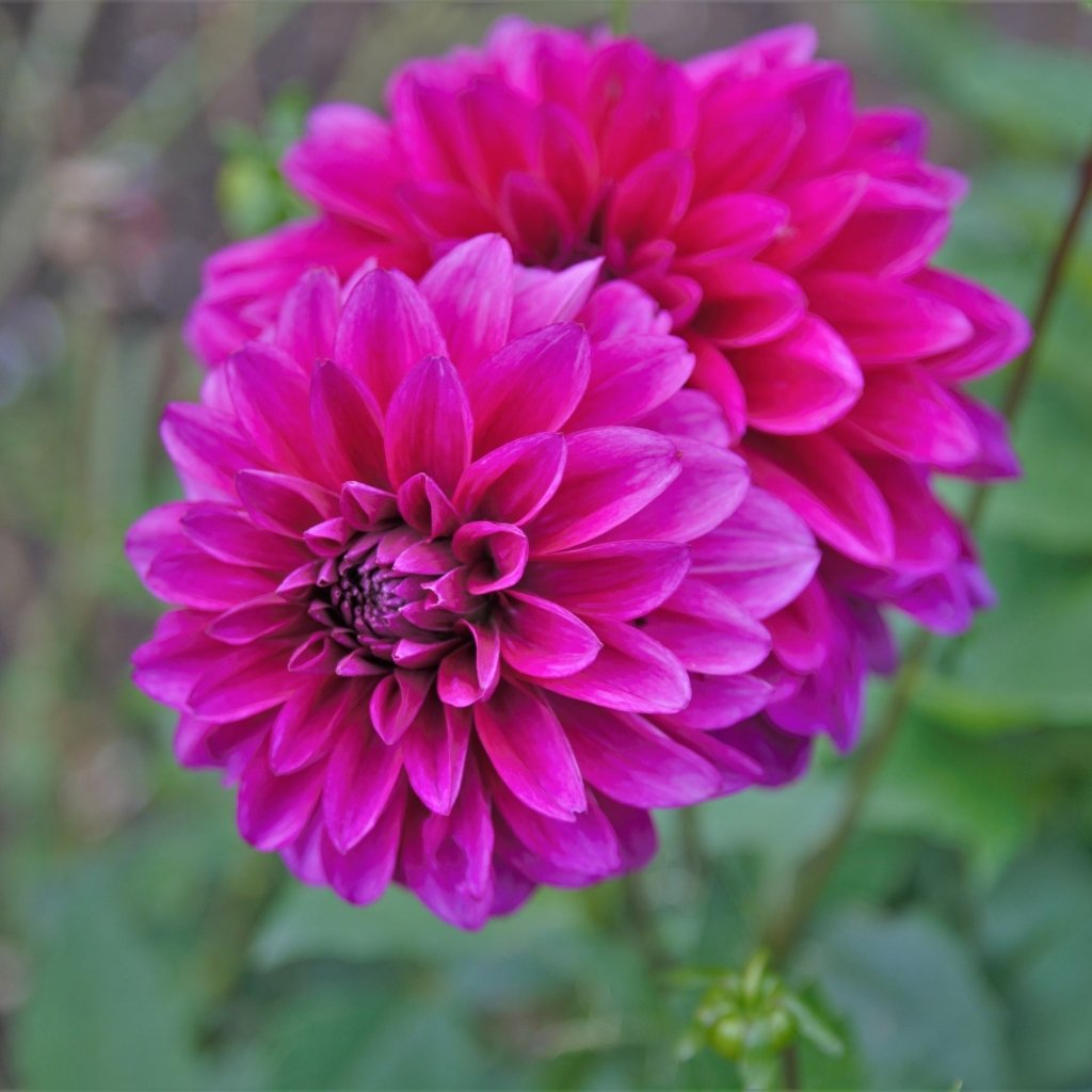 Dahlia Kashmir (Pack of 1 Bulb) - Happy Valley Seeds