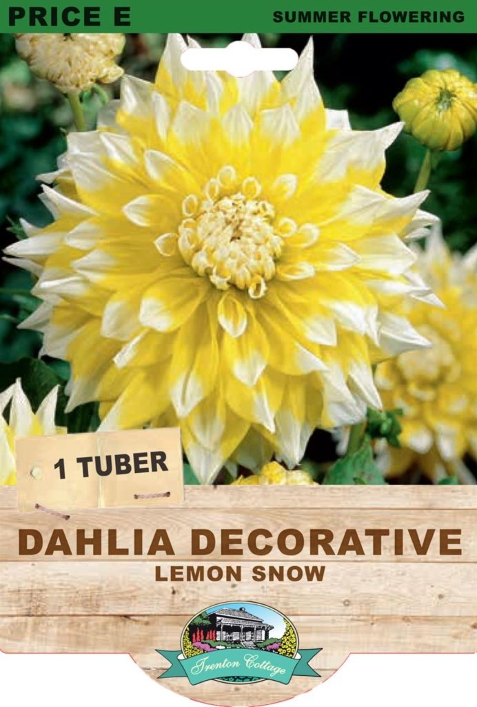 Dahlia Lemon Snow (Pack of 1 Tuber) - Happy Valley Seeds