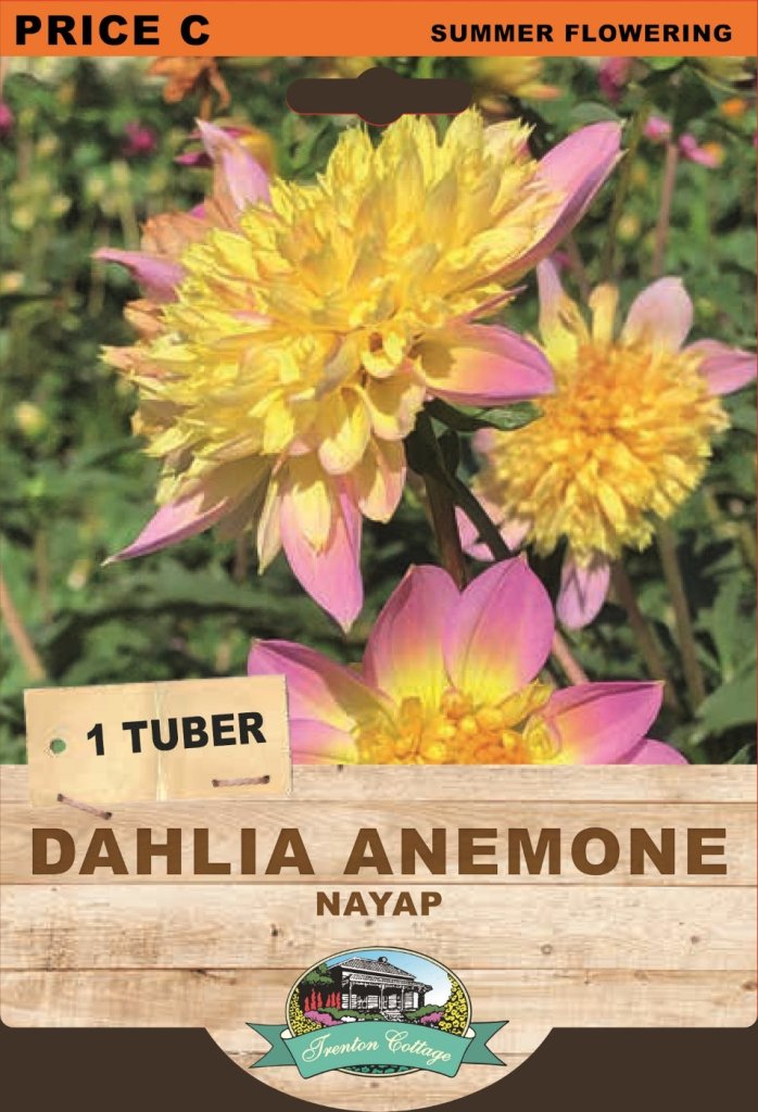 Dahlia Nayup (Pack of 1 Bulb) - Happy Valley Seeds