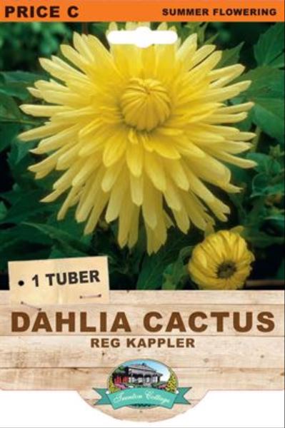 Dahlia Reg Kappler (Pack of 1 Tuber) - Happy Valley Seeds