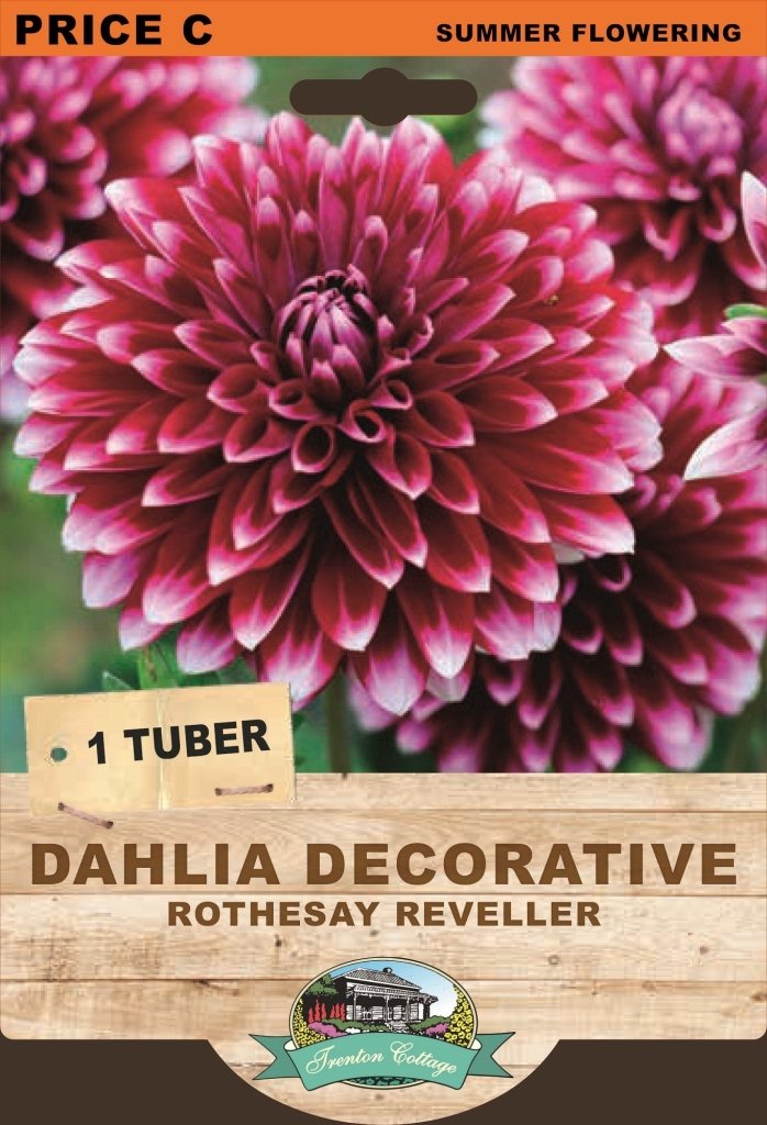 Dahlia Rothesay Reveller (Pack of 1 Bulb) - Happy Valley Seeds