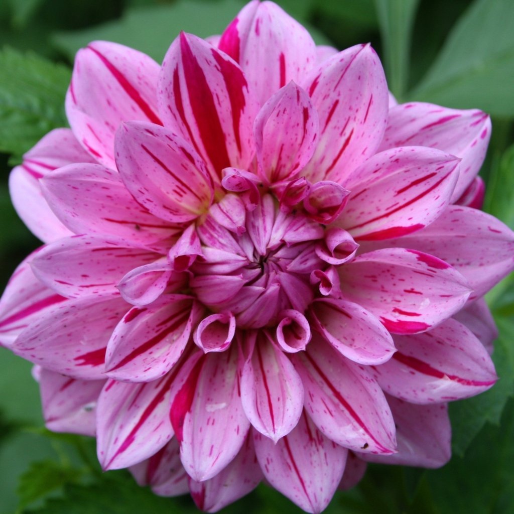 Dahlia Saltan (Pack of 1 Bulb) - Happy Valley Seeds