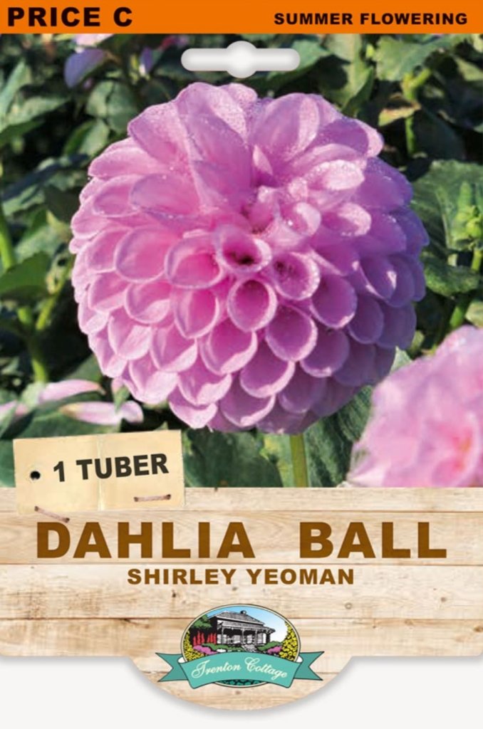 Dahlia Shirley Yeoman (Pack of 1 Tuber) - Happy Valley Seeds