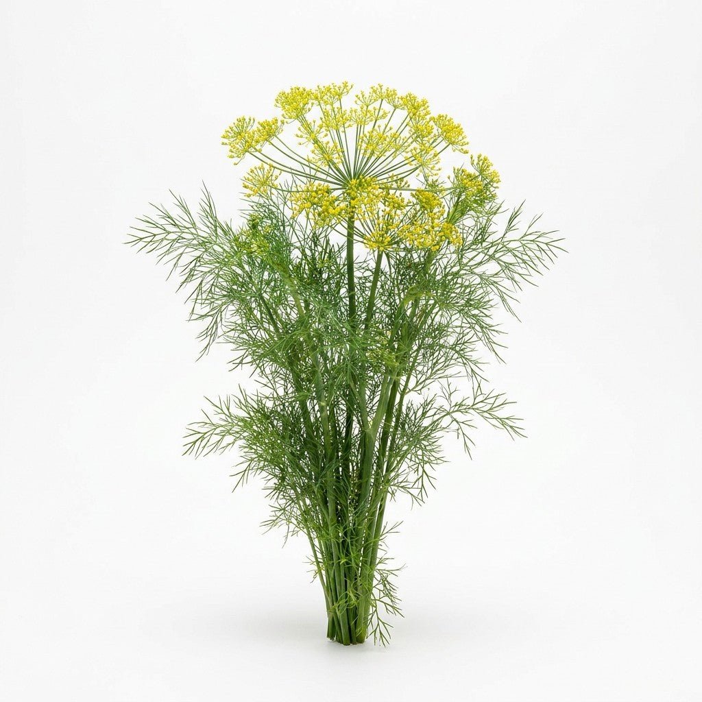 Dill - Mammoth seeds (Organic) - Happy Valley Seeds