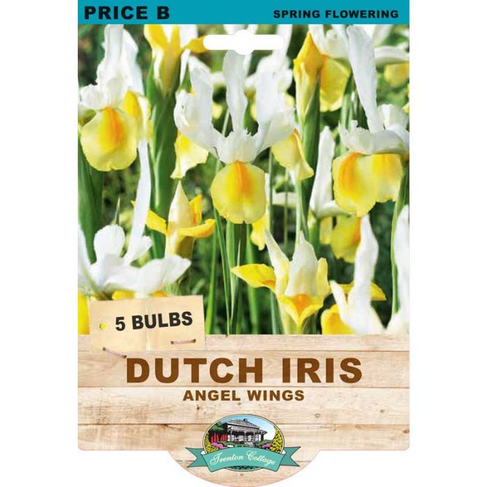 Dutch Iris Angel Wings (Pack of 5 Bulbs) - Happy Valley Seeds
