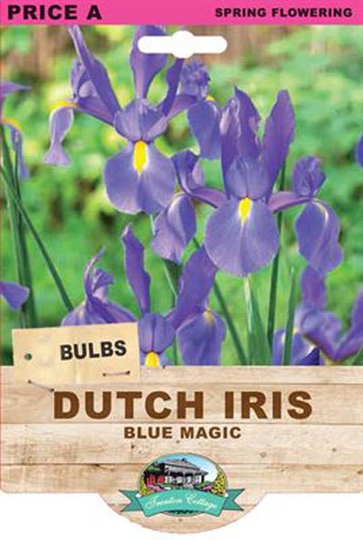 Dutch Iris Blue Magic (Pack of 4 Bulbs) - Happy Valley Seeds