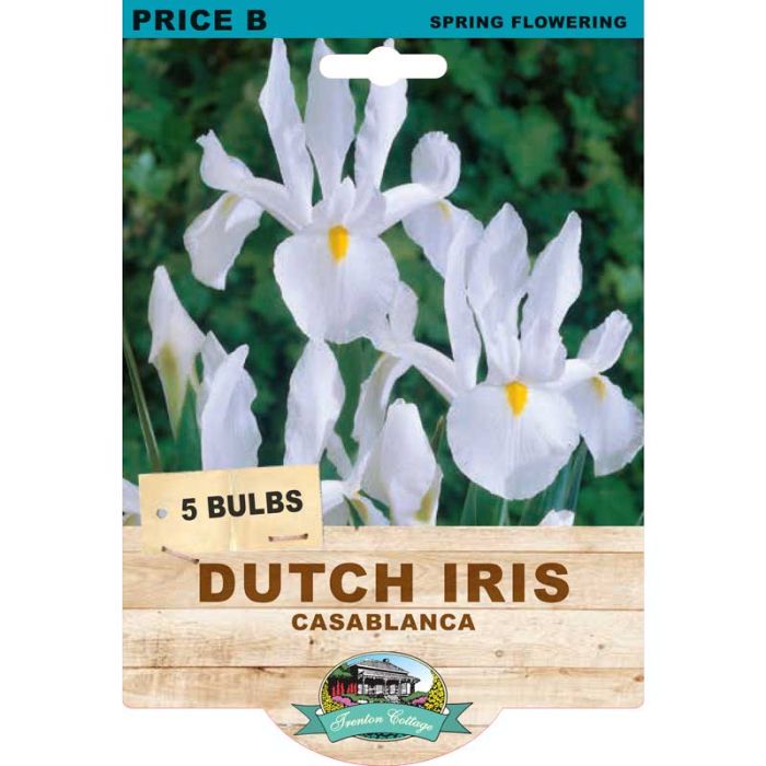 Dutch Iris Casablanca (Pack of 5 Bulbs) - Happy Valley Seeds