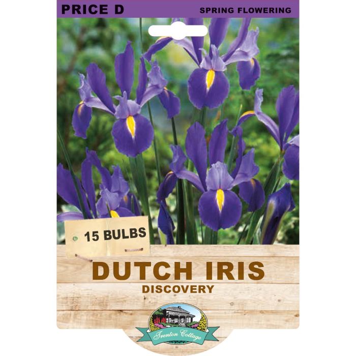 Dutch Iris Discovery (Pack of 15 Bulbs) - Happy Valley Seeds