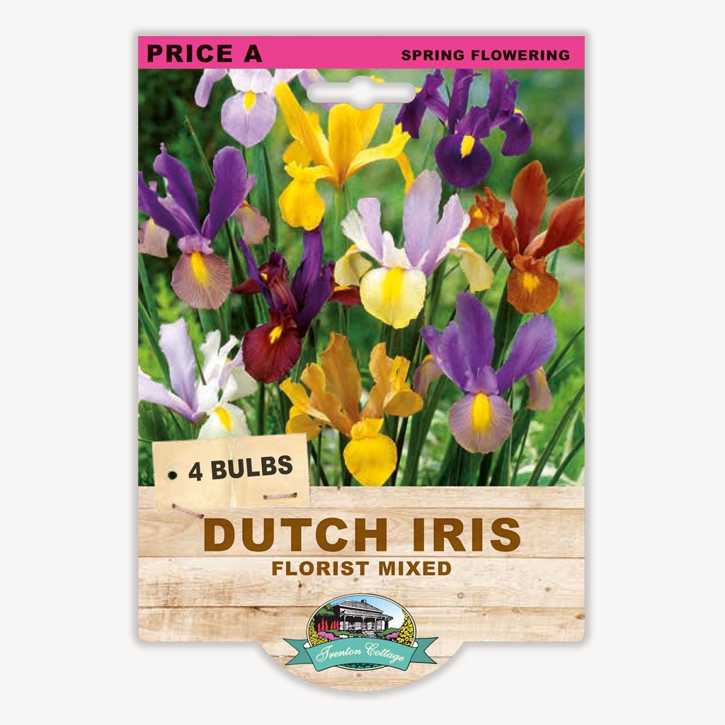 Dutch Iris Florist Mixed (Pack of 4 Bulbs) - Happy Valley Seeds