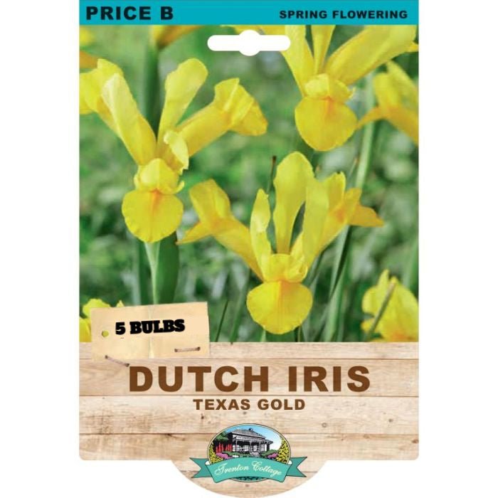 Dutch Iris Texas Gold (Pack of 5 Bulbs) - Happy Valley Seeds